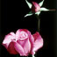 Pink Rose & Bud