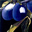 Blue Plums