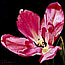 Deep Pink Open Tulip