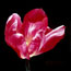 Deep Pink Tulip