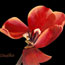 Red Orange Tulip