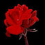 Red Rose