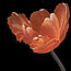 Red-Orange Parrot Tulip 