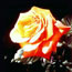 Red-Gold Rose