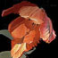 Red-Orange Parrot Tulip III