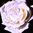 White Rose