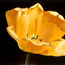 Yellow Tulip